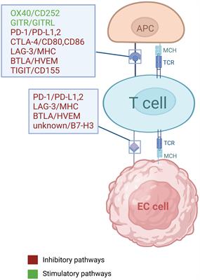 Prognostic biomarkers for immunotherapy in esophageal cancer